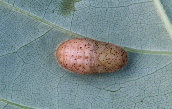 King's Hairstreak chrysalis